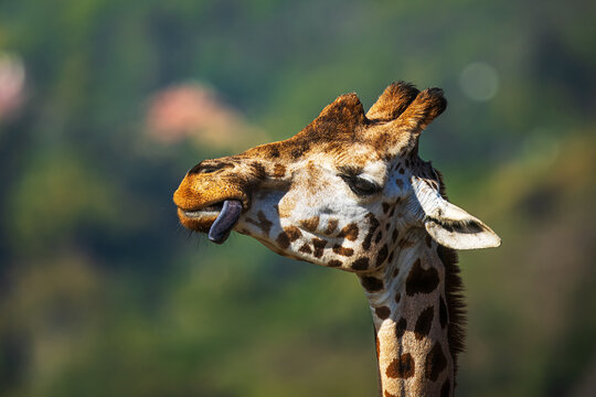 Nubian giraffe (Giraffa camelopardalis camelopardalis) head portrait only