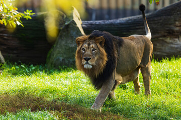 male Asiatic lion (Panthera leo leo) it's really a big majestic beast