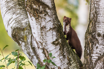 female beech marten (Martes foina), also known as the stone marten climbing the birch tree