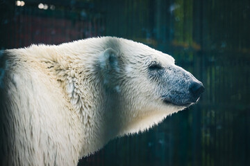 Polar bear in the zoo close-up