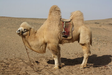 A bactrian camel in the lonely Gobi Desert, Mongolia. The camel population in the country reaches...