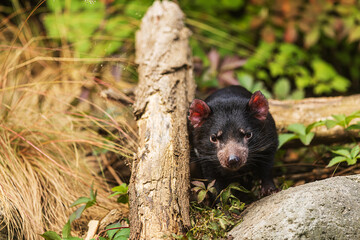 male Tasmanian devil (Sarcophilus harrisii) portrait on direct