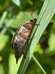 bug on leaf
