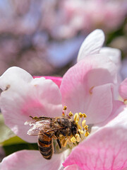 bee on flower