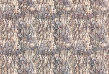 白っぽい木肌のテクスチャー