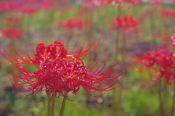 堤防に咲いてた彼岸花