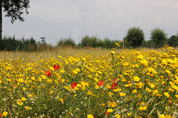 field of flowers