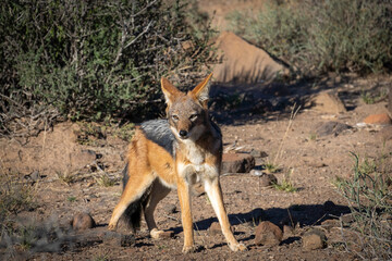 Black-backed or silver-backed jackal (Lupulella mesomelas). lKaroo, Beaufort West, Western Cape, South Africa
