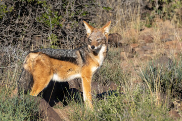 Obraz na płótnie Canvas Black-backed or silver-backed jackal (Lupulella mesomelas). lKaroo, Beaufort West, Western Cape, South Africa