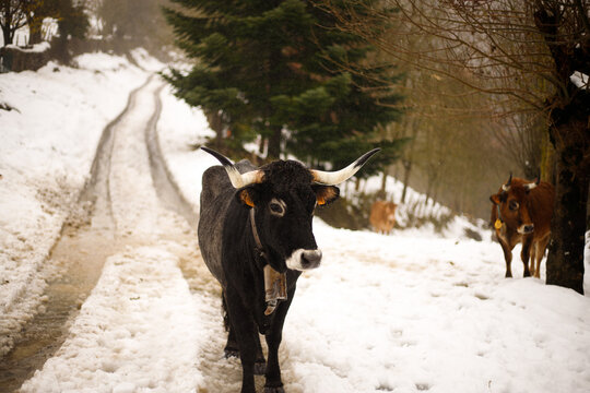 Fluffy Oxen In Winter Countryside