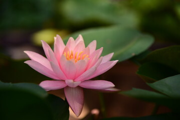 The pink lotus in the backyard.