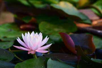 The pink lotus chasing the pinkish white part of the backyard