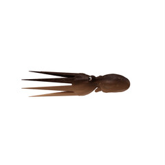 Octopus vulgaris