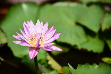 White-purple lotus flowers in the backyard