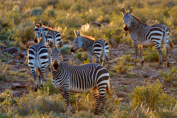 Cape mountain zebra (Equus zebra zebra). Karoo, Beaufort West, Western Cape, South Africa © Roger de la Harpe