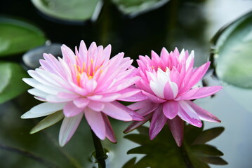 A twin of pinkish-white lotus flowers.