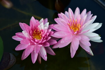 pinkish-white lotus flowers