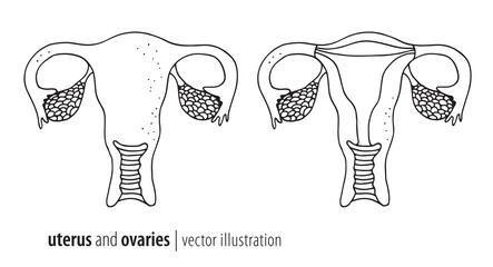 Uterus and ovaries vector illustration