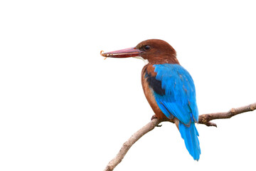 unusual kingfisher bird eating mealworm rather than live fish from stream, white-throated kingfisher taking fresh worm