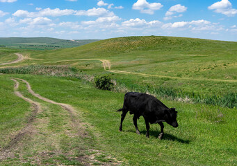 Black bull on the background of a landscape with green grass