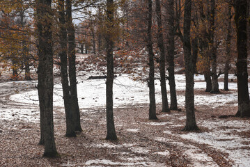 Autumn forest road leaves fall in ground landscape on autumnal background in November, Atmospheric autumn forest in fog. Yellow and orange leaves on trees in morning forest, African autumn in Algeria.