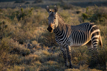 Cape mountain zebra (Equus zebra zebra). Karoo, Beaufort West, Western Cape, South Africa © Roger de la Harpe