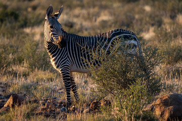 Cape mountain zebra (Equus zebra zebra). Karoo, Beaufort West, Western Cape, South Africa