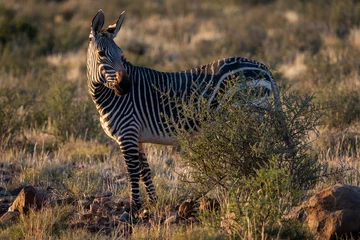 Foto op Canvas Cape mountain zebra (Equus zebra zebra). Karoo, Beaufort West, Western Cape, South Africa © Roger de la Harpe