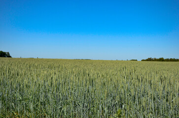 Green field of wheat and blue sky