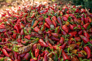 Espelette village au Pays Basque avec ses piments rouges et ses maisons traditionnelles