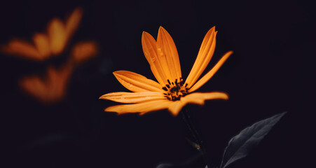 In the twilight of a summer night, a beautiful orange Jerusalem artichoke flower blooms. The beauty of nature.