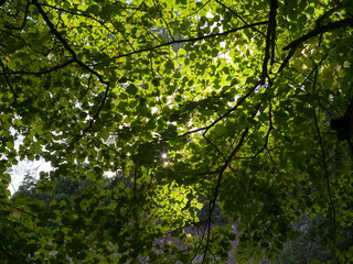 green leaves
