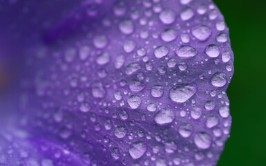 close up macro fresh dew drop on bright purple blooming flowers blur emerald green background.for floral spring desktop wallpaper,blossom cover backdrop design.