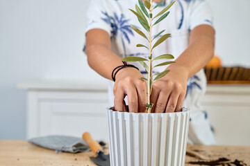 9 year old boy planting a small olive tree in a flowerpot, no faces shown