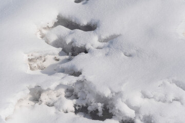 thawed patches in the snow