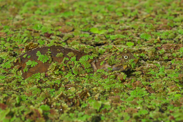 Scientific name: Lissemys punctata vittata
Common name: Indian flapshell turtle