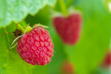 Fresh berries raspberries in a garden close up