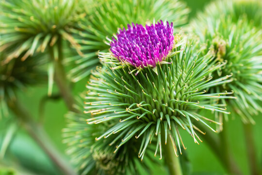 A burdock plant in the summer sunshine, with a shallow depth of field