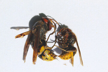 Szerszenie Owady Fauna Dzika Natura Szerszeń © Klaudia