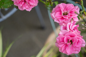 ６月の庭先で開花したピンクのバラ