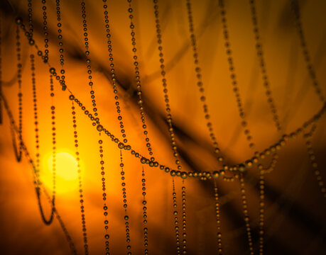 Dew Drops Glisten On Backlit Cobwebs