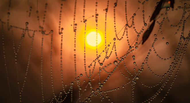 Dew Drops Glisten On Backlit Cobwebs