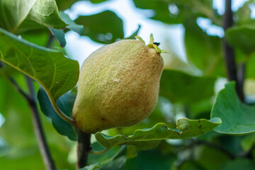 Ripe yellow quince fruits grows on quince tree with green foliage in autumn garden. Many ripe quinces, close up