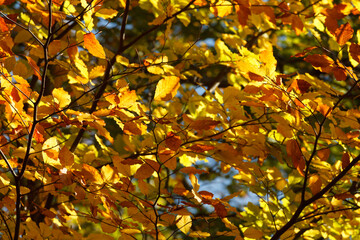 liście jesiennych drzew w świetle słońca po południu