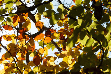 liście jesiennych drzew w świetle słońca po południu