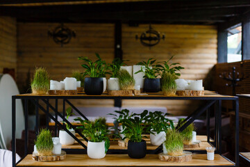 Modern composition of home garden filled a lot of beautiful plants, cacti, succulents, air plant in different design pots. Stylish botany interior. Home gardening concept. Template.