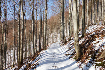 droga w lesie w zimie na szlaku podczas wycieczki - obrazy, fototapety, plakaty