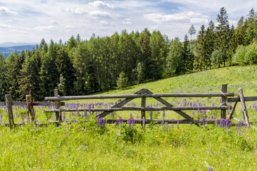 Łubiny na polu przy drewnianej bramie w lecie