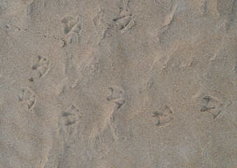 prints in the sand from shore birds on the beach
