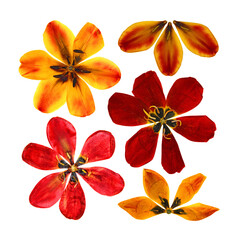 set of dried pressed  tulip perspective, dry delicate yellow, red, orange flowers and petals isolated on white scrapbook background